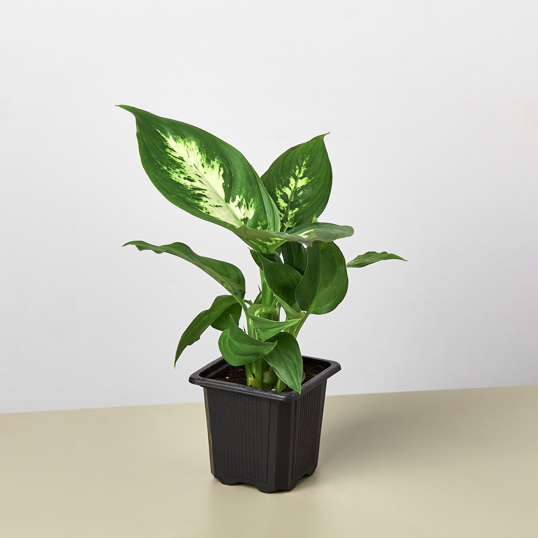 Camille Dieffenbachia — Bright Tropical Foliage live plant