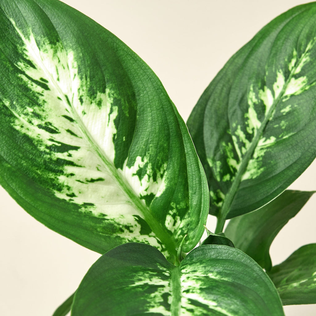 Camille Dieffenbachia — Bright Tropical Foliage live plant