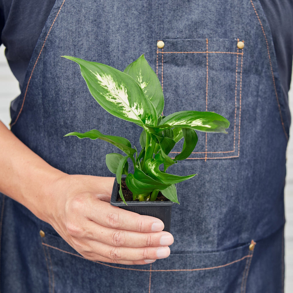 Camille Dieffenbachia — Bright Tropical Foliage live plant