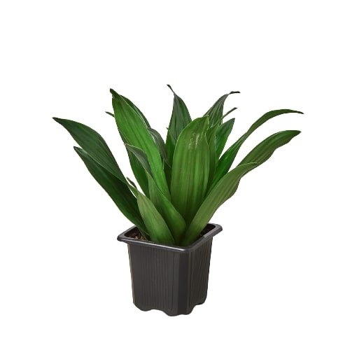 Janet Craig Dracaena — Easy-Care Floor Plant live plant