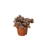 Fittonia 'Red'
