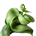 Hindu Rope Hoya — Curled Wax Plant live plant