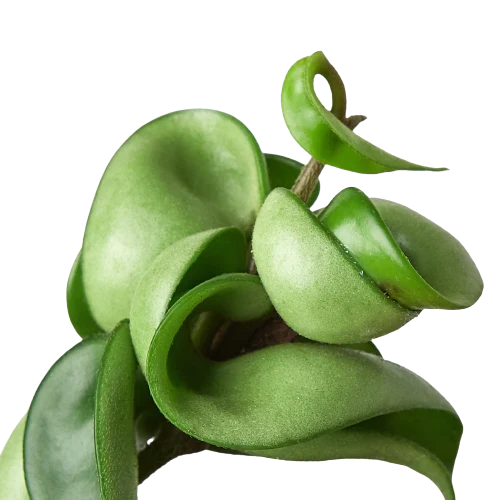 Hindu Rope Hoya — Curled Wax Plant live plant