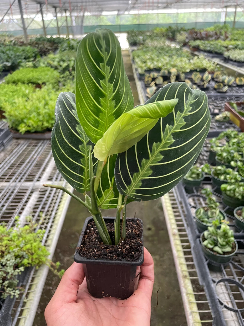Lemon Lime Maranta — Patterned Prayer Plant live plant