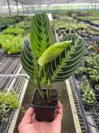 Lemon Lime Maranta — Patterned Prayer Plant live plant