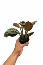 Red Prayer Plant — Maranta live plant
