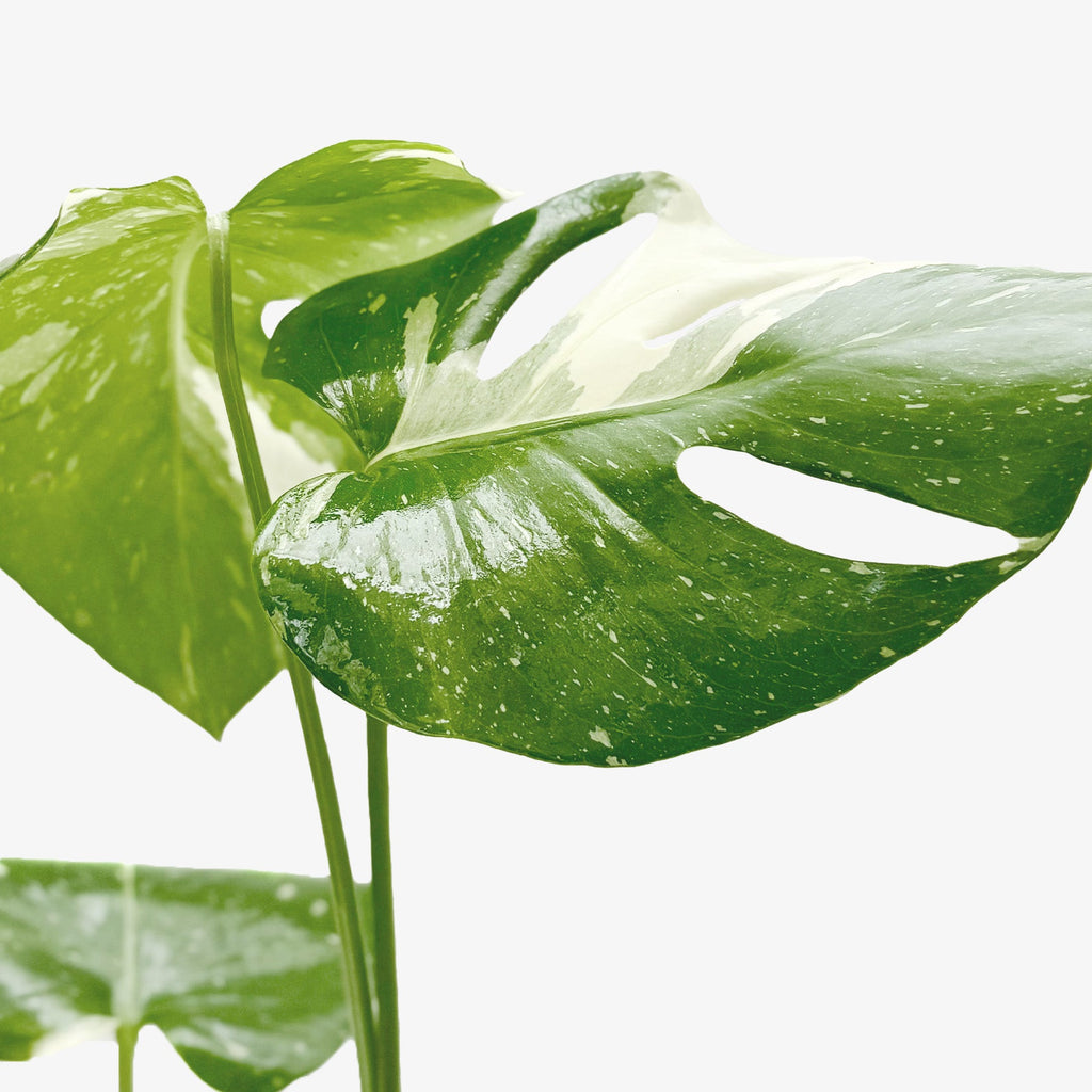 Thai Constellation Monstera — Variegated Houseplant live plant