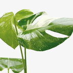 Thai Constellation Monstera — Variegated Houseplant live plant