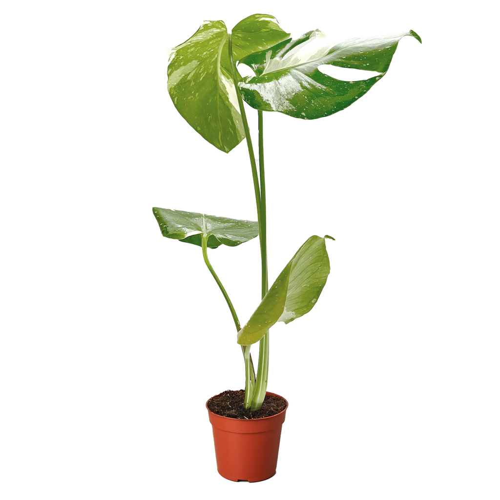 Thai Constellation Monstera — Variegated Houseplant live plant