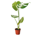 Thai Constellation Monstera — Variegated Houseplant