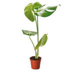 Thai Constellation Monstera — Variegated Houseplant live plant