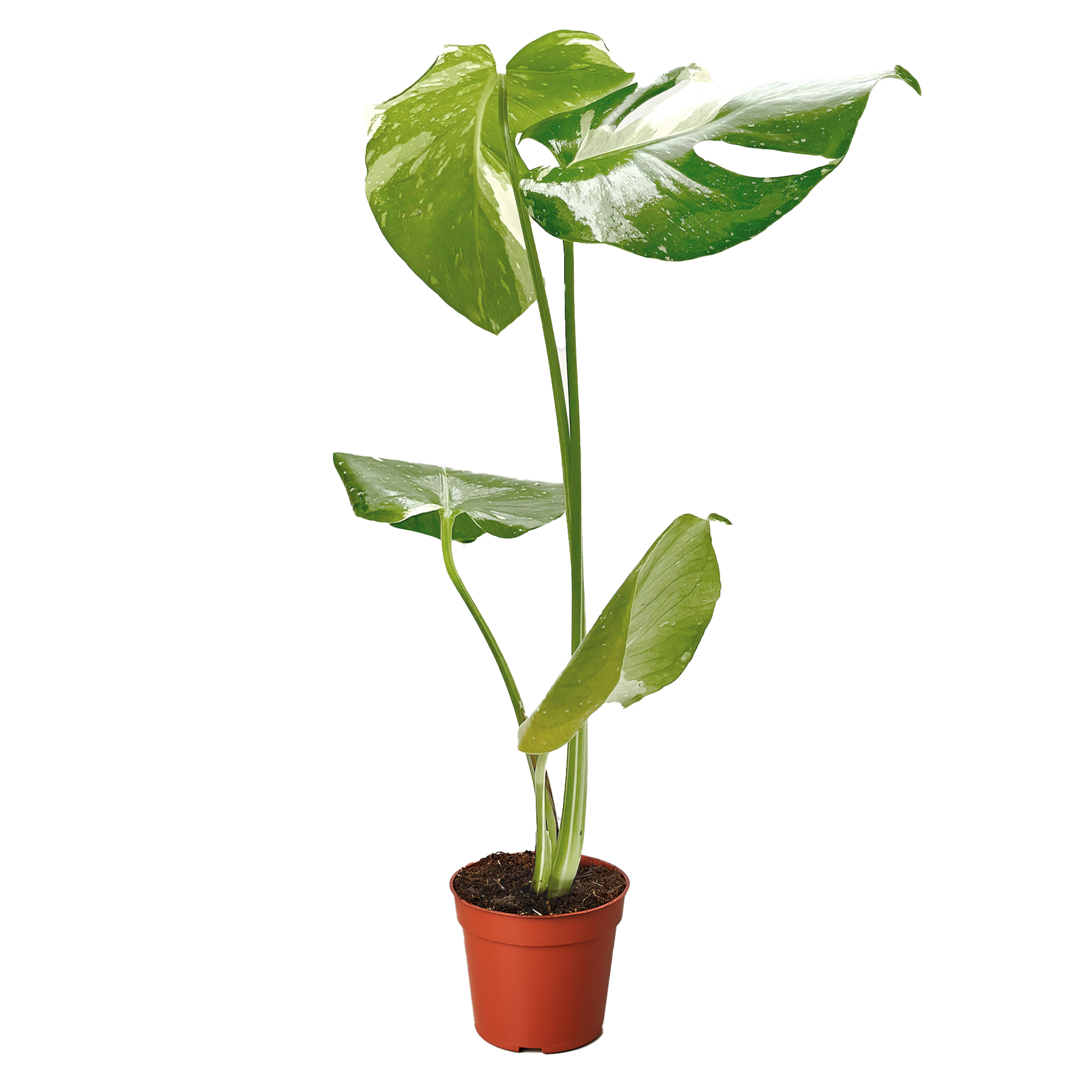 Thai Constellation Monstera — Variegated Houseplant live plant