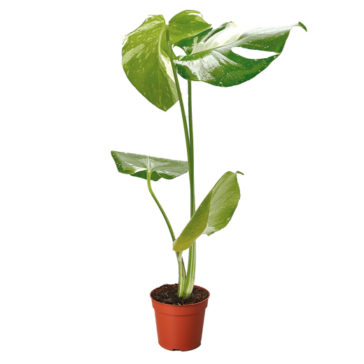 Thai Constellation Monstera — Variegated Houseplant
