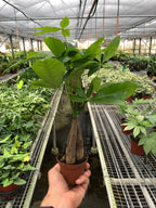 Braided Money Tree — Pachira Aquatica live plant