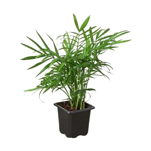 Parlor Palm — Easy-Care Indoor Palm live plant