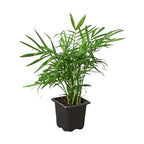 Parlor Palm — Easy-Care Indoor Palm live plant