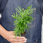 Parlor Palm — Easy-Care Indoor Palm live plant