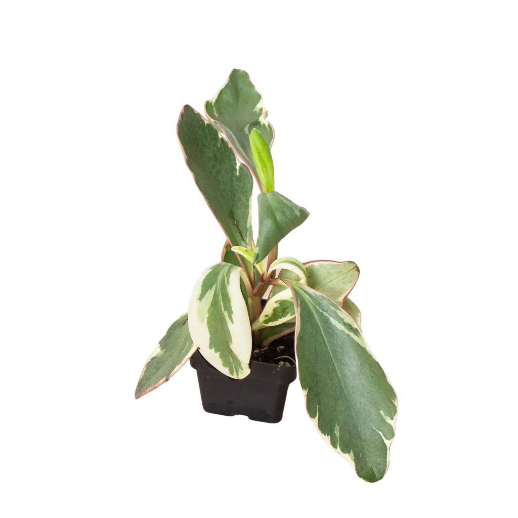 Ginny Peperomia — Tricolor Baby Rubber Plant live plant