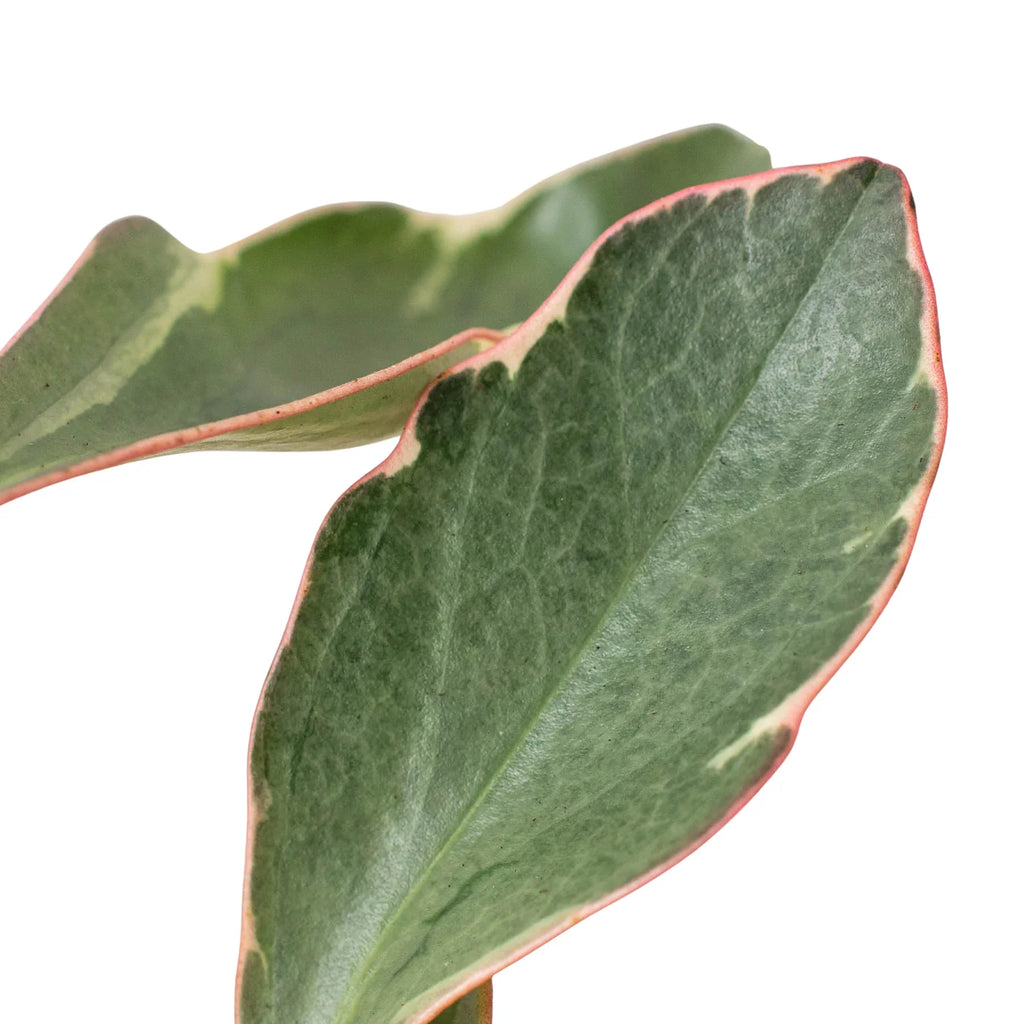 Ginny Peperomia — Tricolor Baby Rubber Plant live plant
