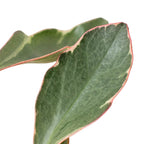 Ginny Peperomia — Tricolor Baby Rubber Plant live plant