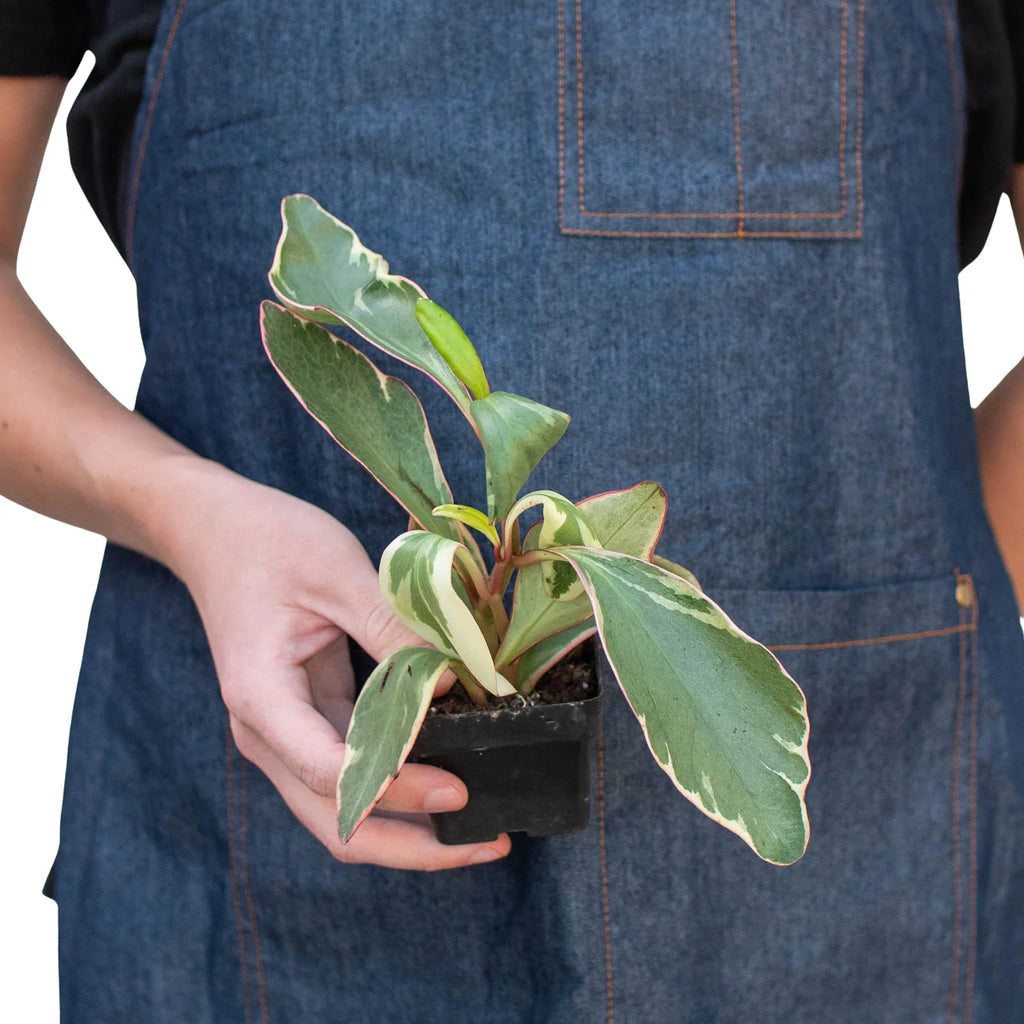 Ginny Peperomia — Tricolor Baby Rubber Plant live plant