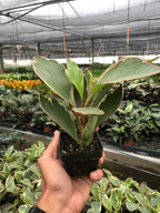 Ginny Peperomia — Tricolor Baby Rubber Plant live plant