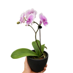 Orchid 'Light Pink Phalaenopsis'