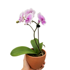 Orchid 'Light Pink Phalaenopsis'