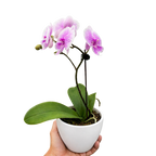 Orchid 'Light Pink Phalaenopsis'