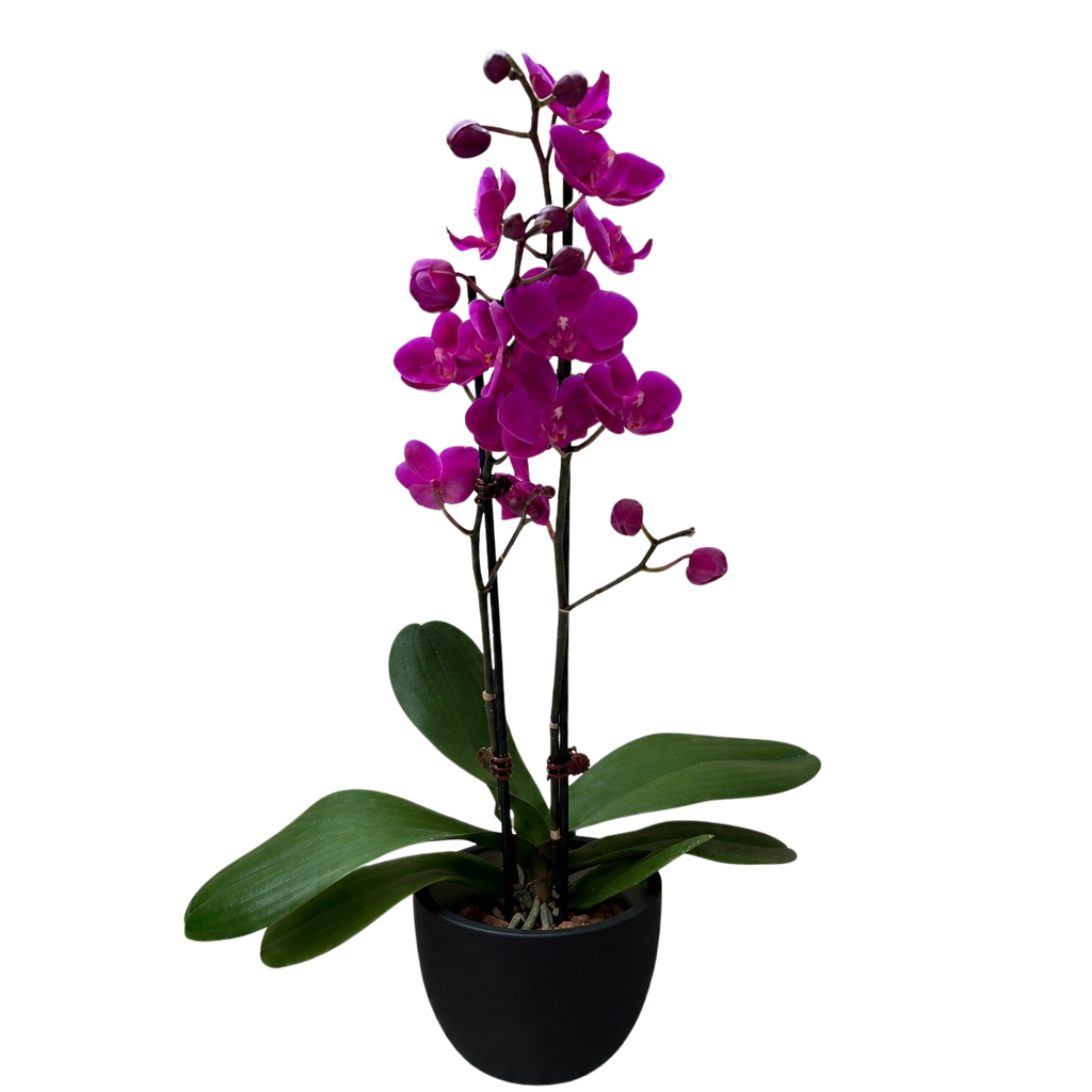 Purple Phalaenopsis Orchid — Double Spike live plant