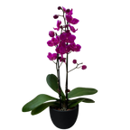 Purple Phalaenopsis Orchid — Double Spike live plant