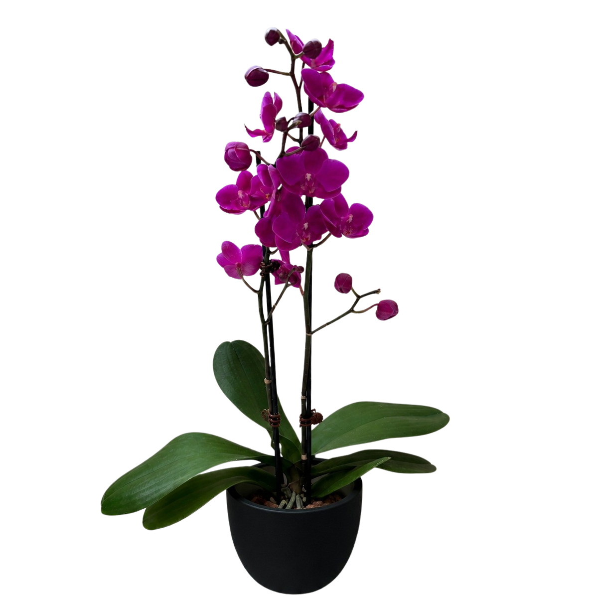 Purple Phalaenopsis Orchid — Double Spike live plant