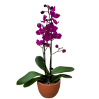 Purple Phalaenopsis Orchid — Double Spike live plant