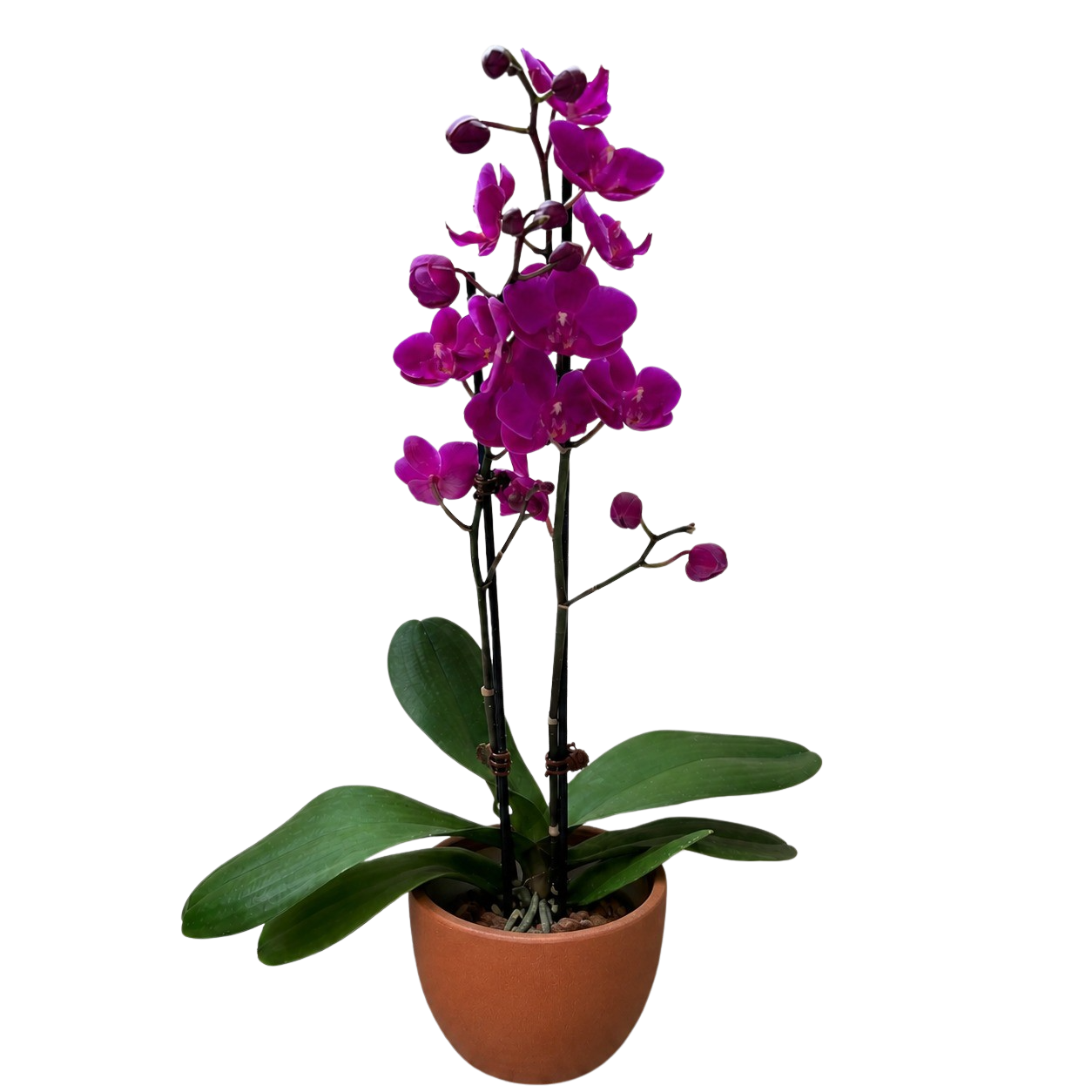 Purple Phalaenopsis Orchid — Double Spike live plant
