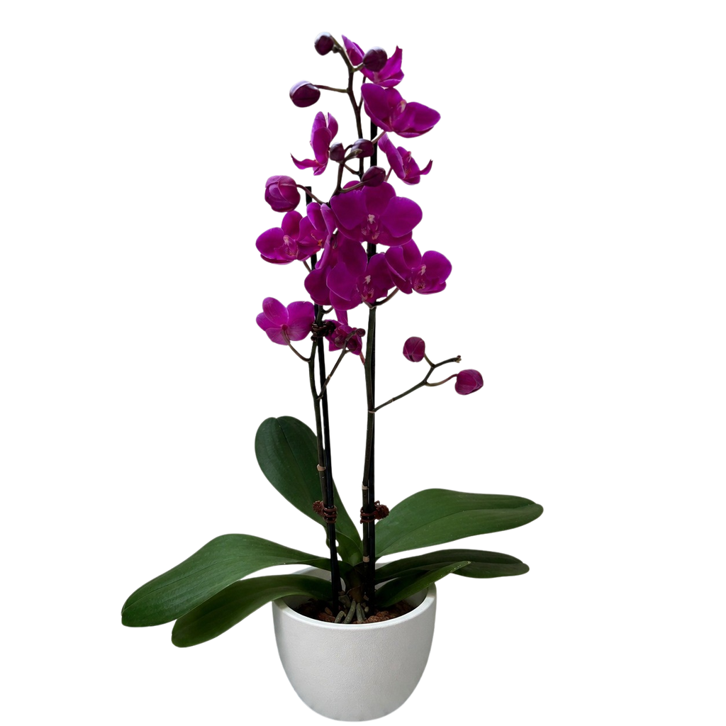 Purple Phalaenopsis Orchid — Double Spike live plant