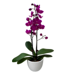 Purple Phalaenopsis Orchid — Double Spike live plant