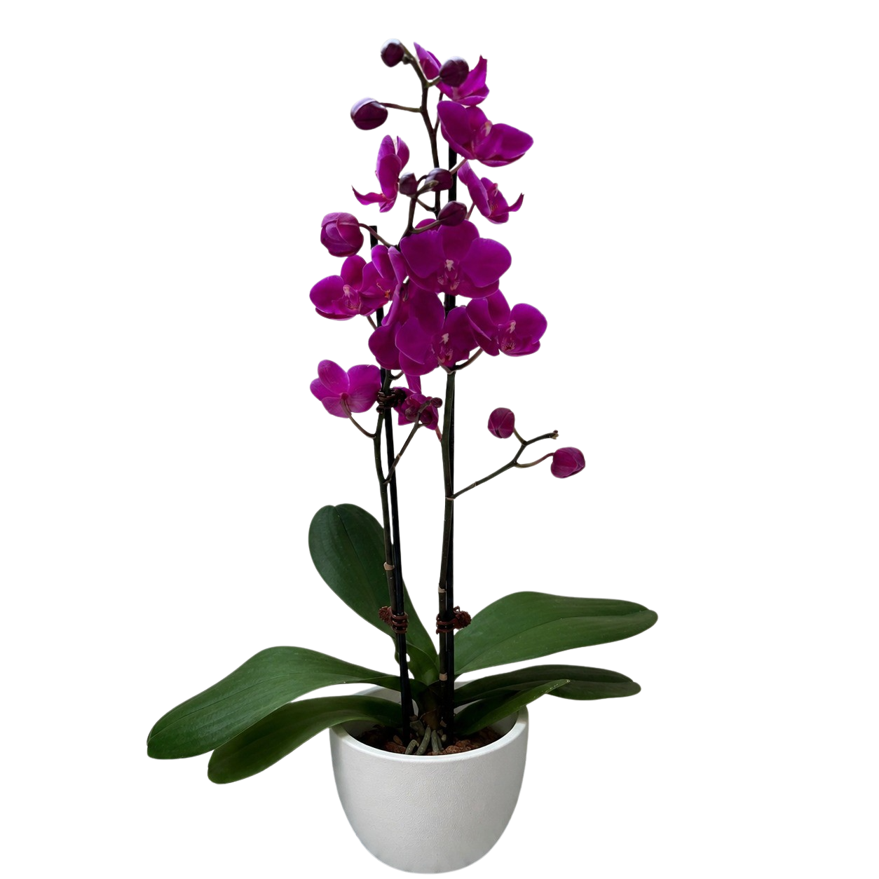 Purple Phalaenopsis Orchid — Double Spike live plant