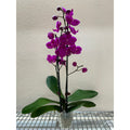Purple Phalaenopsis Orchid — Double Spike