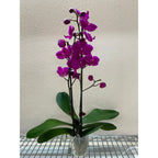 Purple Phalaenopsis Orchid — Double Spike live plant