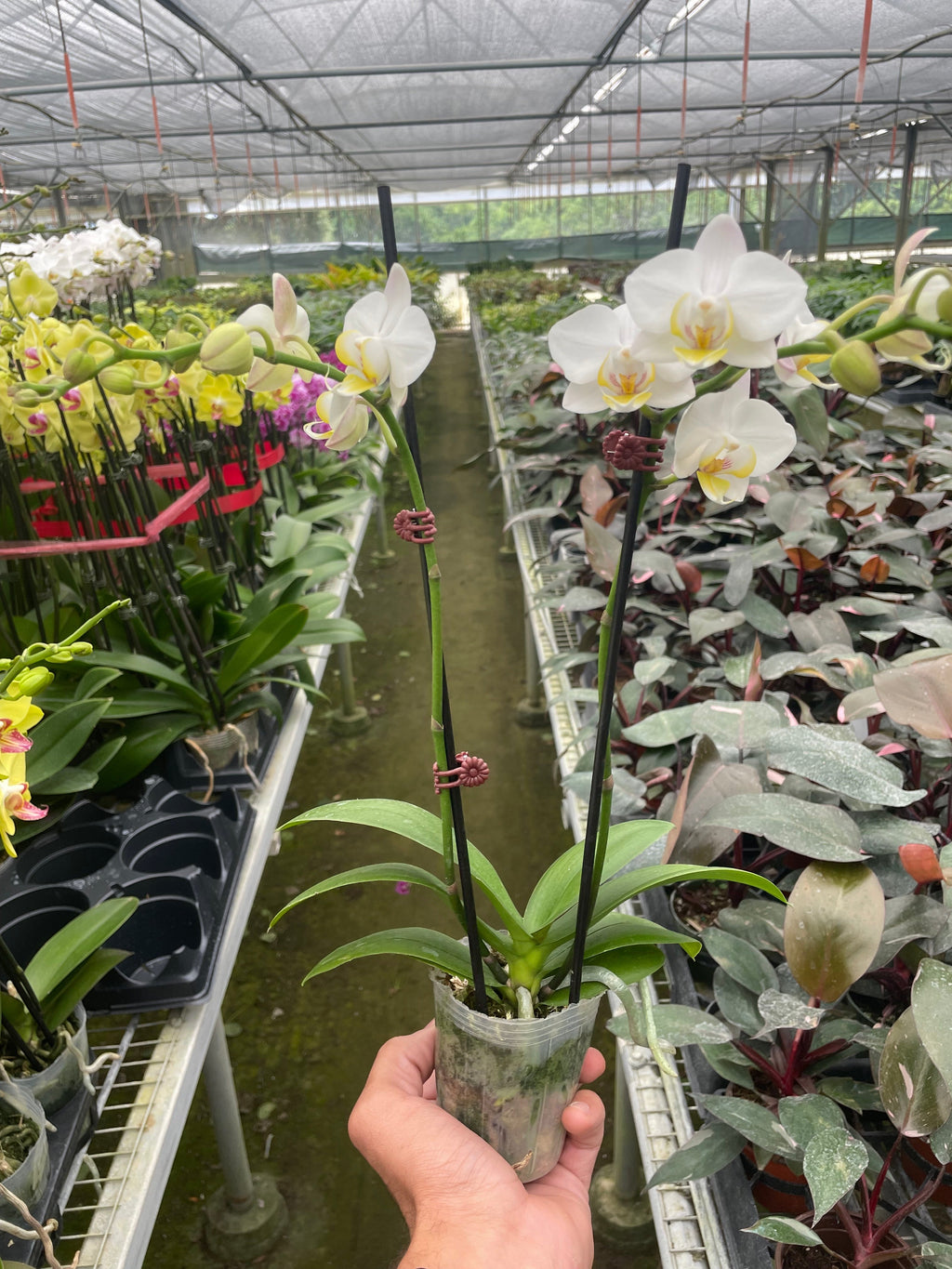 White Phalaenopsis Orchid — Double Spike live plant
