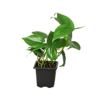 Heartleaf Philodendron live plant