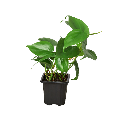 Heartleaf Philodendron live plant