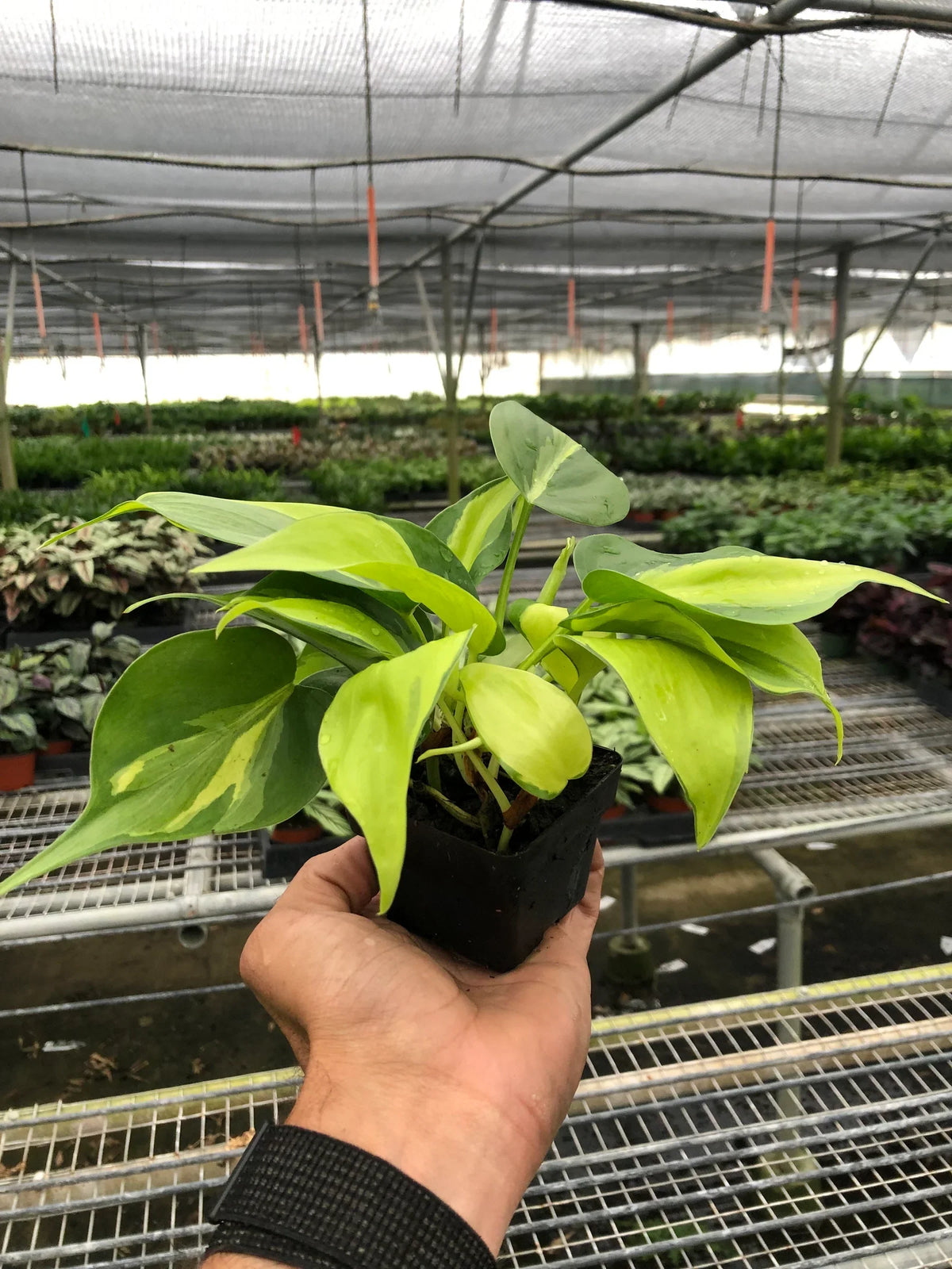 Philodendron Brasil — Variegated Trailing Plant live plant
