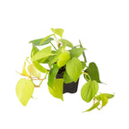 Neon Philodendron — Bright Trailing Houseplant live plant
