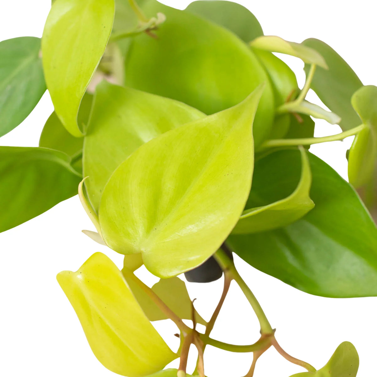 Neon Philodendron — Bright Trailing Houseplant live plant