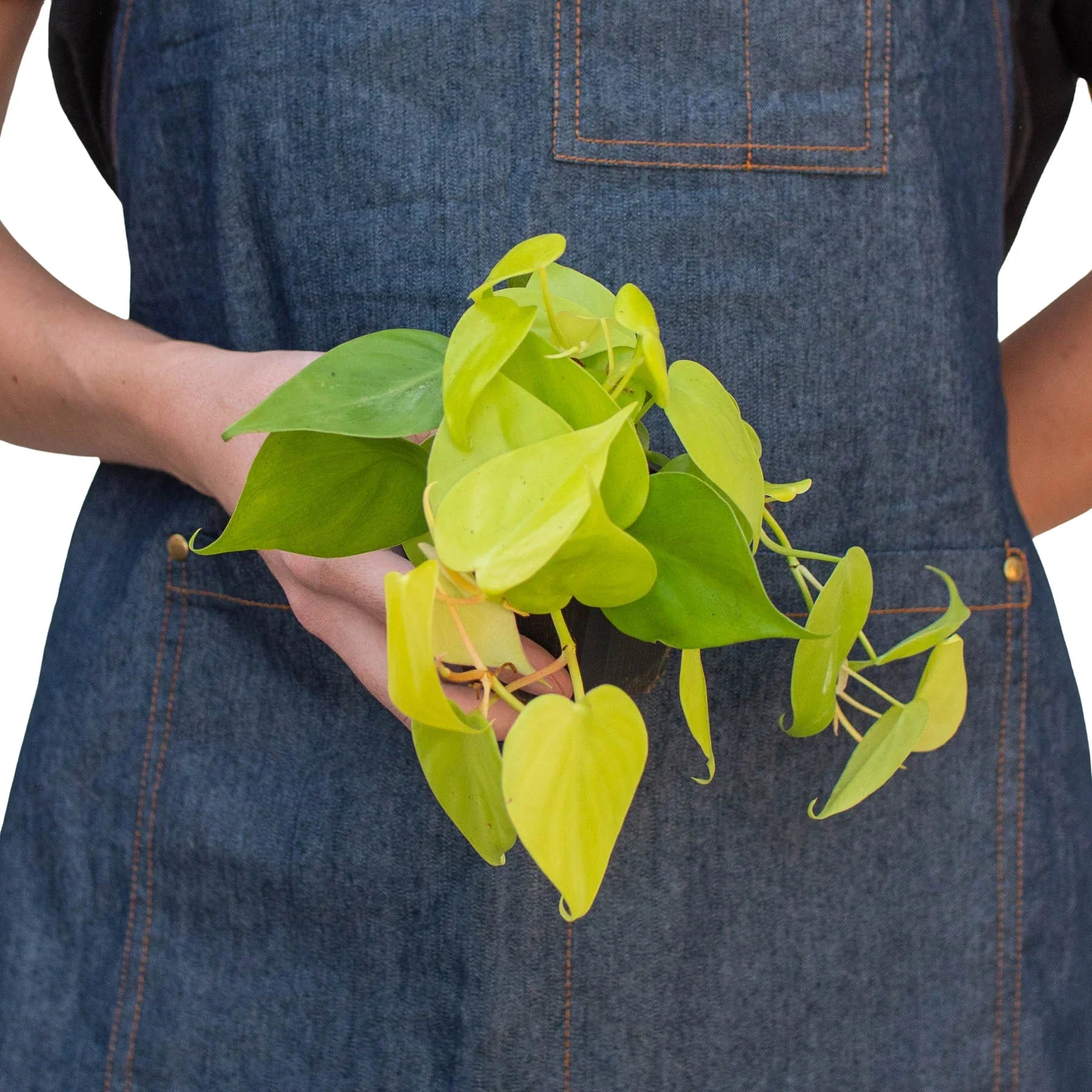 Neon Philodendron — Bright Trailing Houseplant live plant