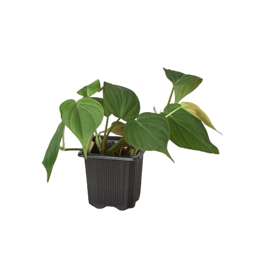 Velvet Philodendron — Trailing Houseplant live plant