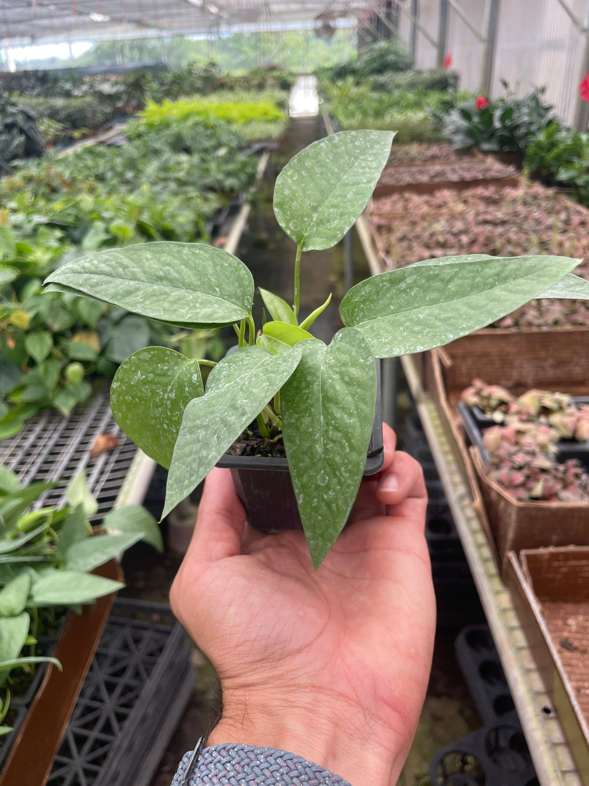 Cebu Blue Pothos — Silvery Trailing Vine live plant