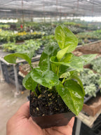 Global Green Pothos — Patterned Easy-Care Vine live plant