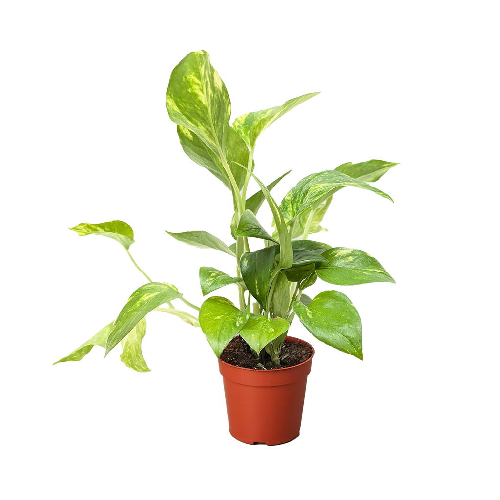 Golden Pothos — Easy-Care Trailing Houseplant live plant